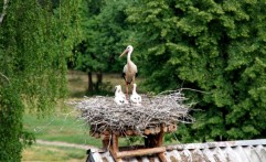 Storks of Pentowo Dwor